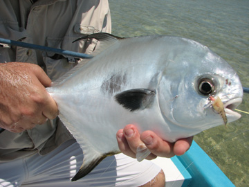 Close up of a Permit